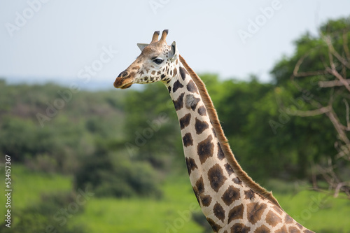 A giraffe in Murchinson Falls National Park