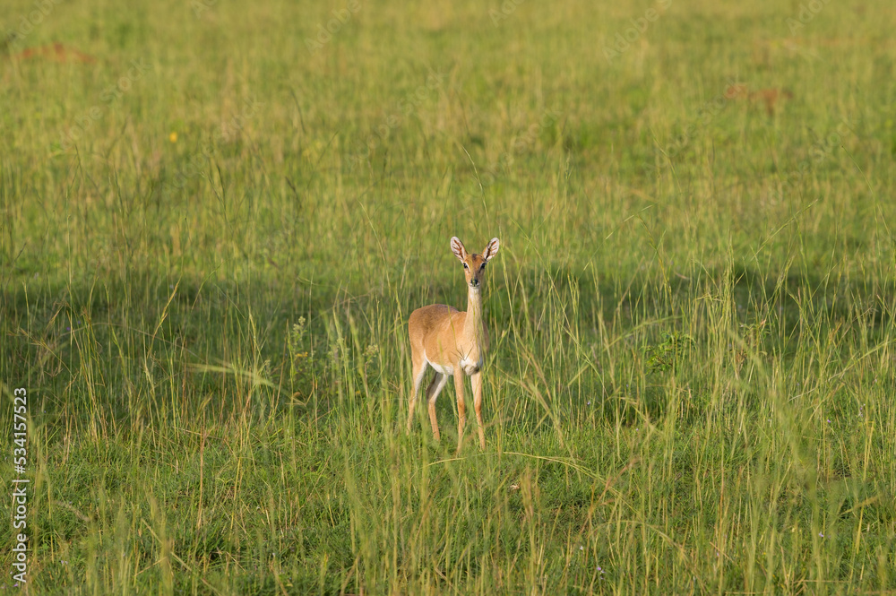 An Oribi in Murchinson Falls National Park An Oribi in Murchinson Falls National Park