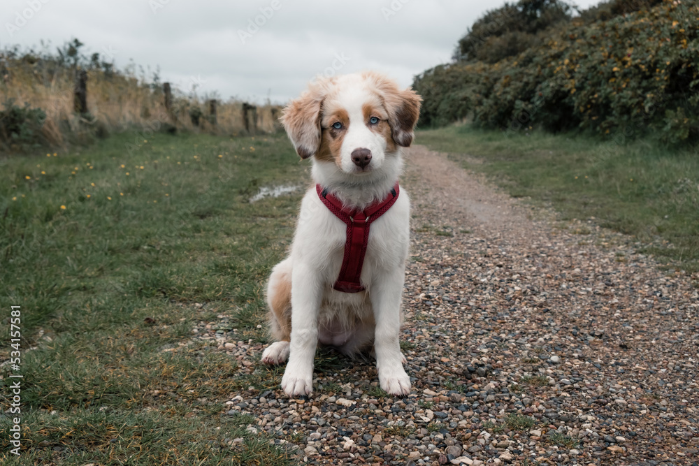 Australian Shepherd
