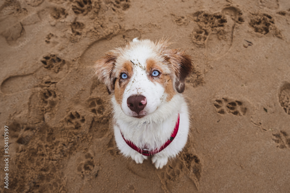 Australian Shepherd