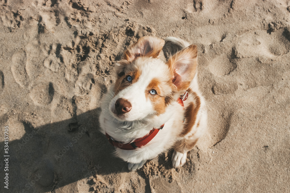 Australian Shepherd
