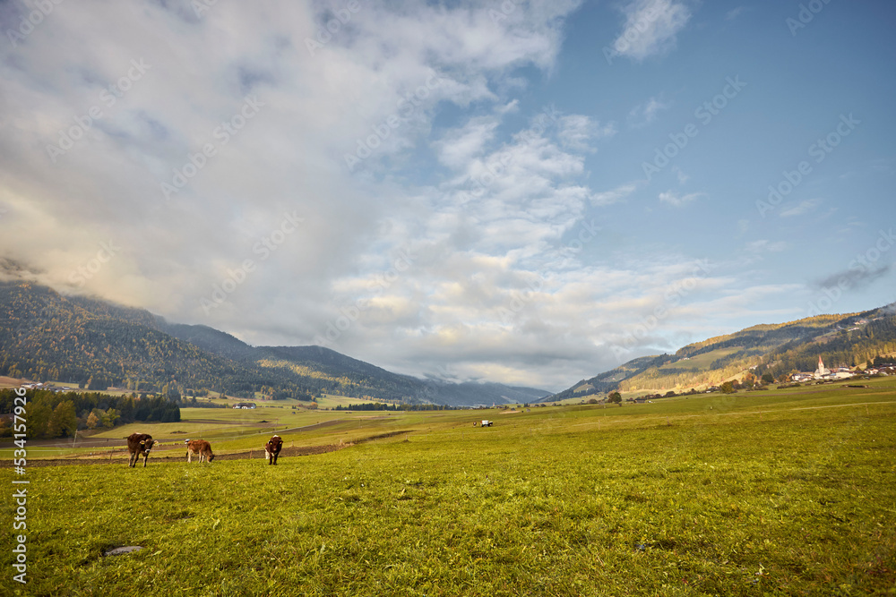 grass field with cows and mountains