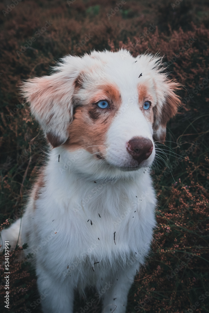 Australian Shepherd