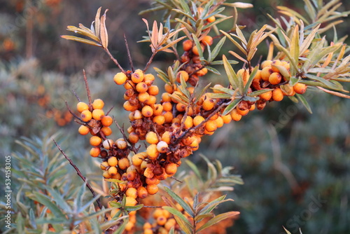 sea buckthorn, orange berries, blue hour
