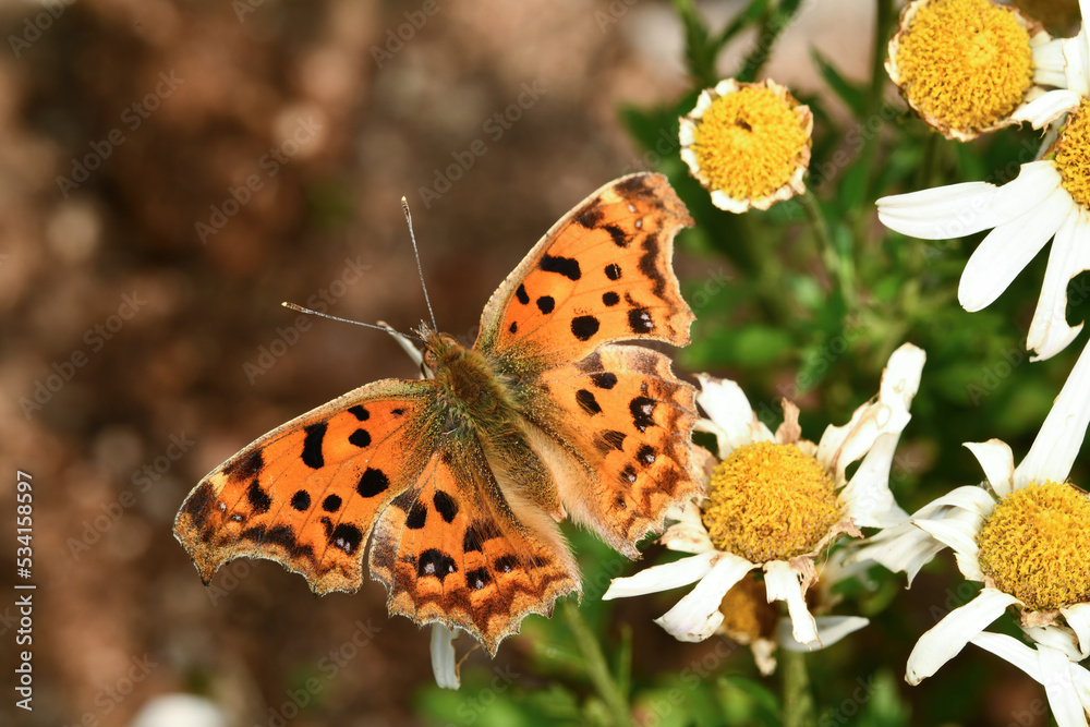 Obraz premium 네발나비