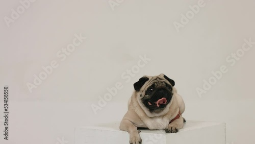 cute pug lies in front of the camera on a white background