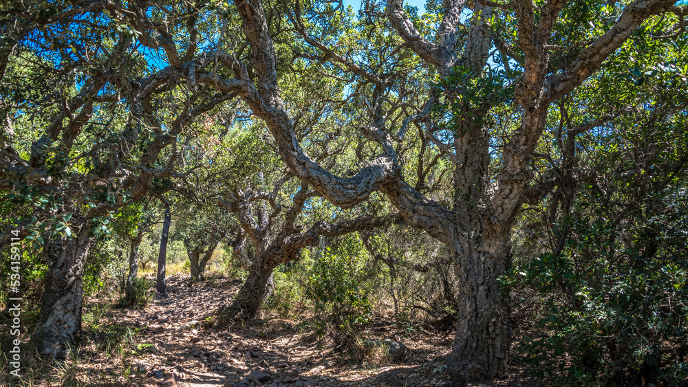Quercus suber (cork oak), Massif de l'Esterel, France Quercus suber (cork oak), Massif de l'Esterel, France