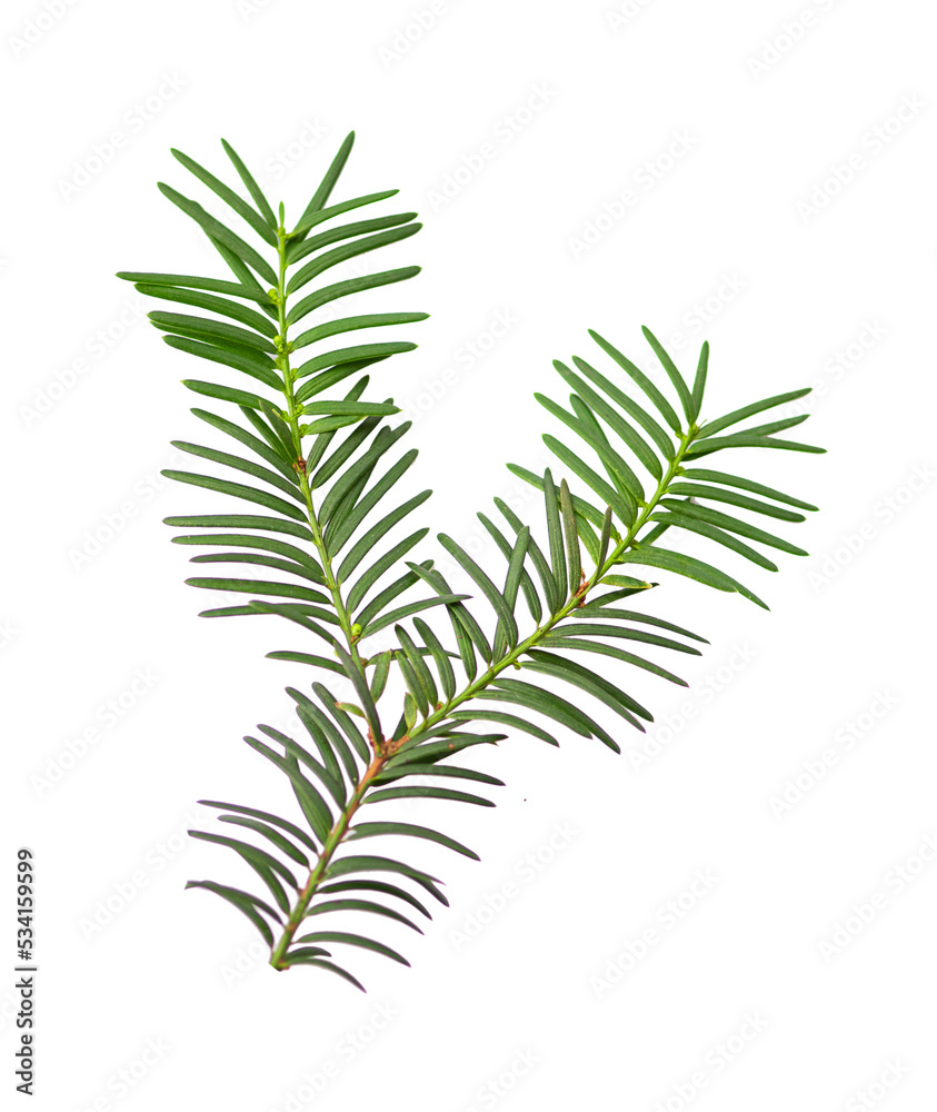 Small branch of green yew isolated on white background