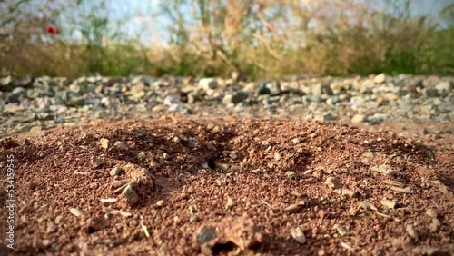 Closeup shot of ants crawling around a hoke in a forest photo