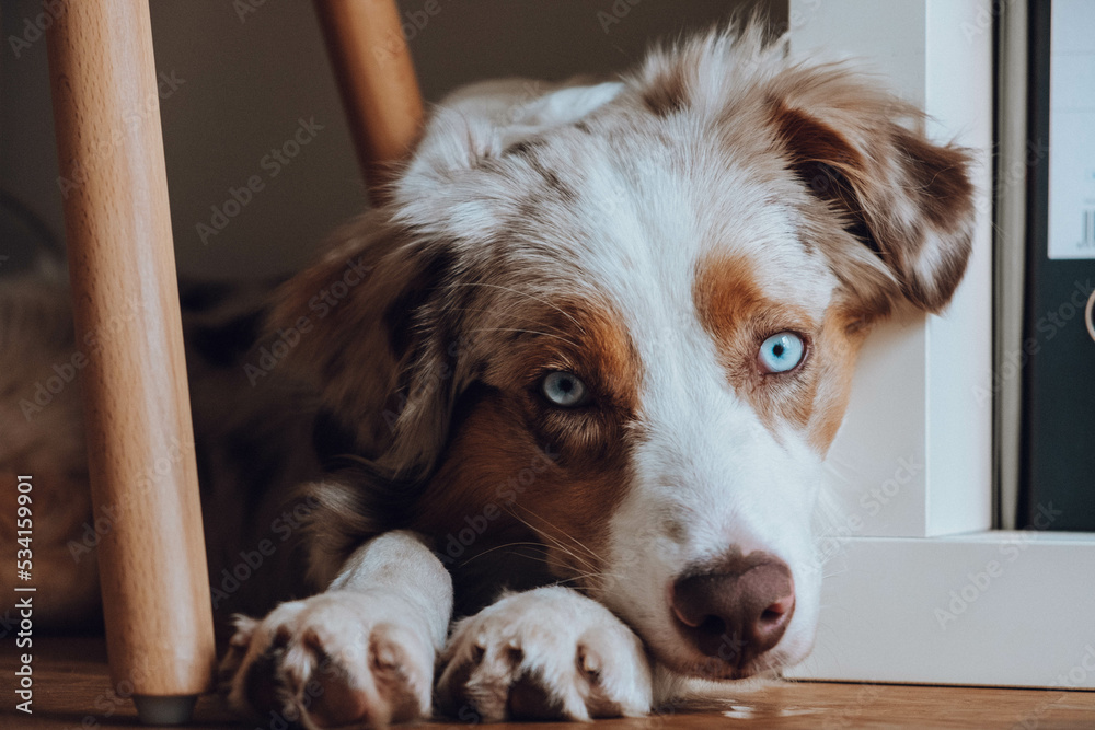 Australian Shepherd