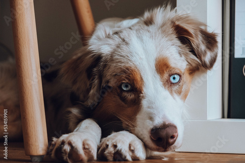 Obraz na płótnie Australian Shepherd w salonie