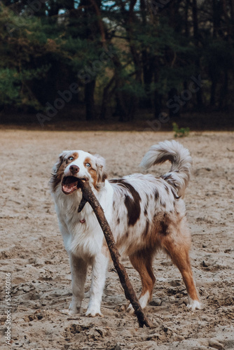 Obraz na płótnie Australian Shepherd w salonie