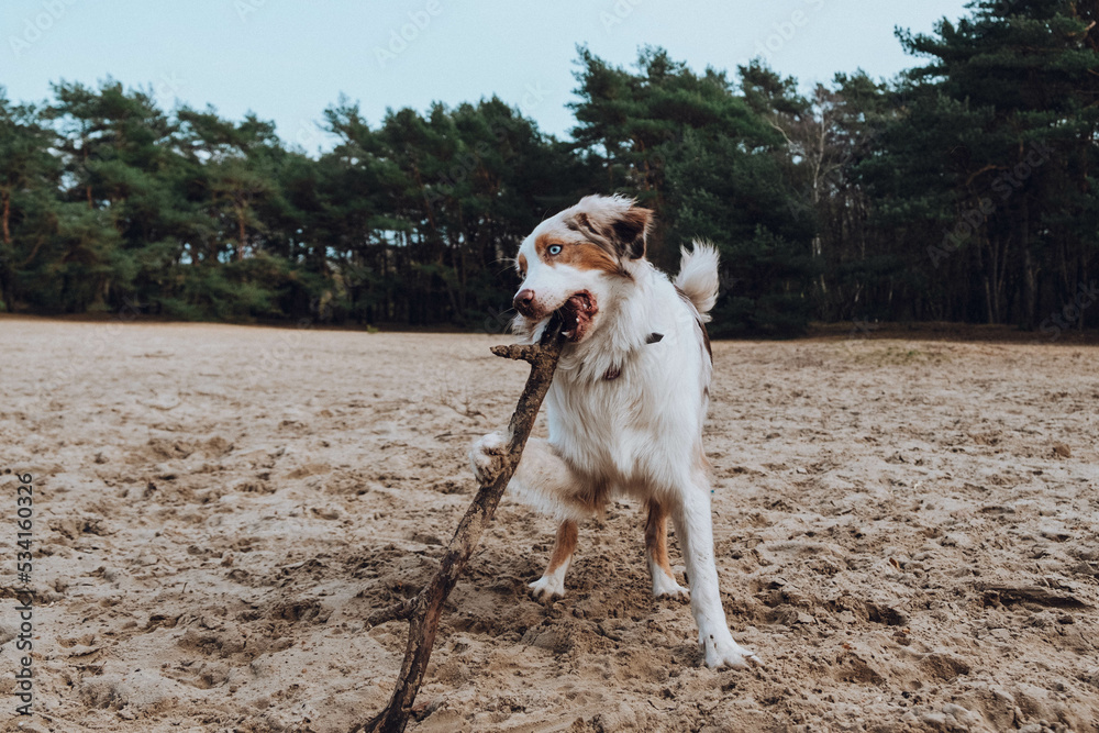 Australian Shepherd
