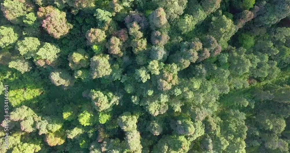 Top down drone video dense of Tropical rain forest trees. Rainforest ecosystem and national park on tropical climate area of Indonesia - Slope of Sumbing Mountain Top down drone video dense of Tropical rain forest trees. Rainforest ecosystem and national park on tropical climate area of Indonesia - Slope of Sumbing Mountain