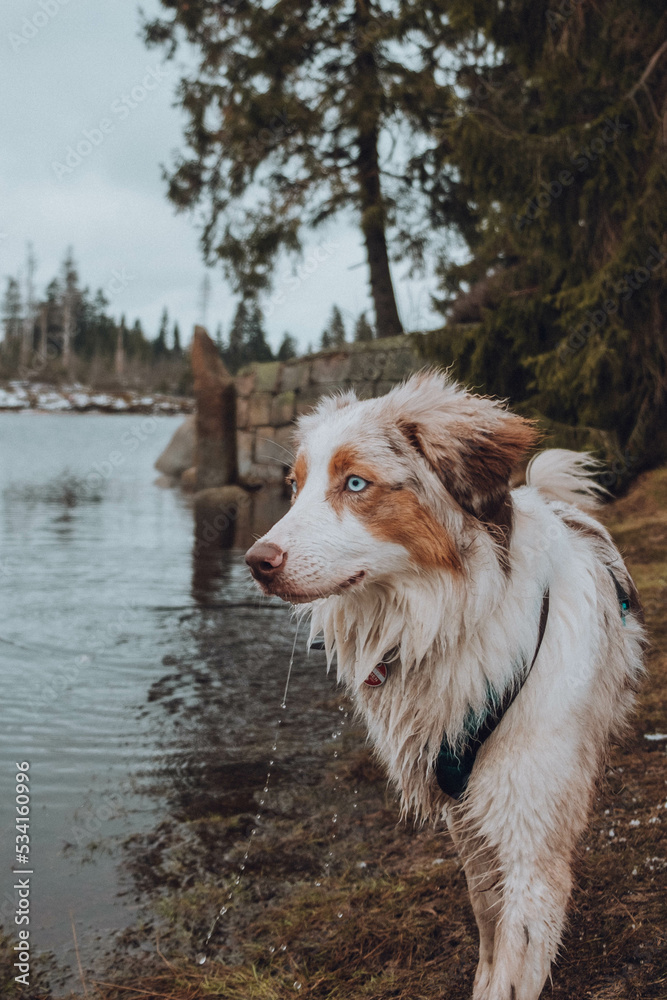 Australian Shepherd
