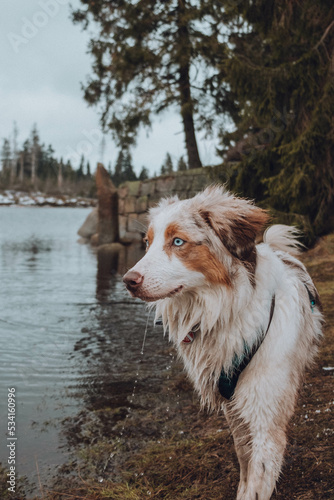 Obraz na płótnie Australian Shepherd w salonie