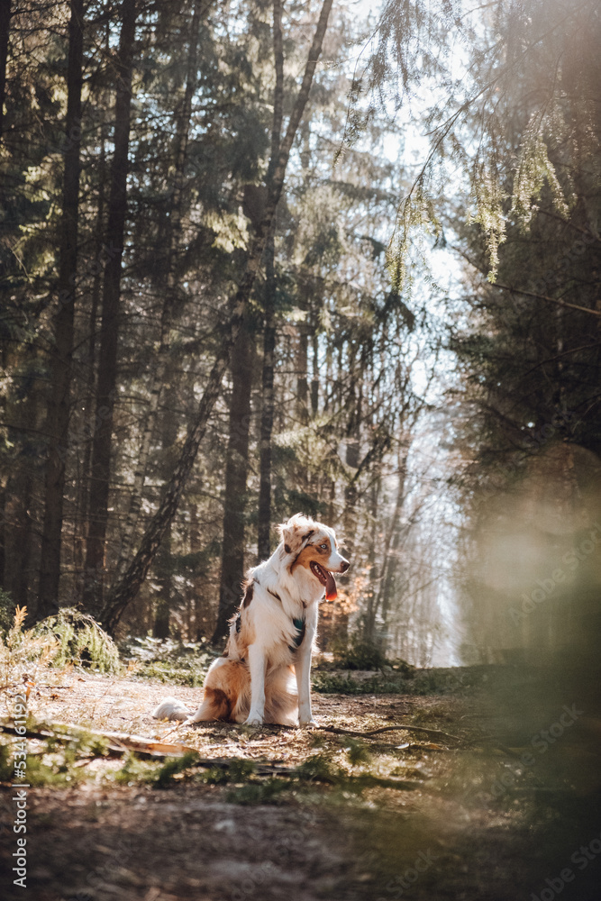 Australian Shepherd