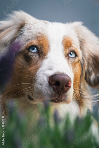 Obraz na płótnie Australian Shepherd w salonie