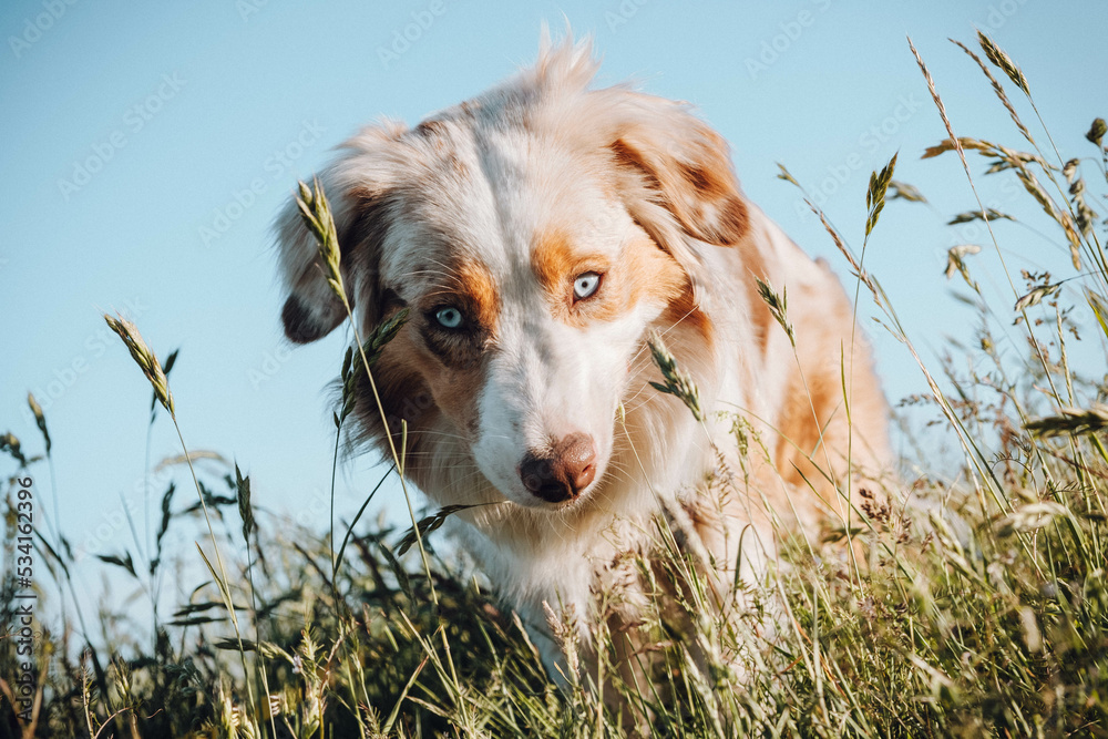 Australian Shepherd