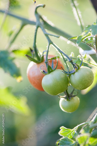 Pomidory, pomidory w ogrodzie, liście pomidora, owoce pomidor, pomidor gruszkowy, tomato, tomatos, garden