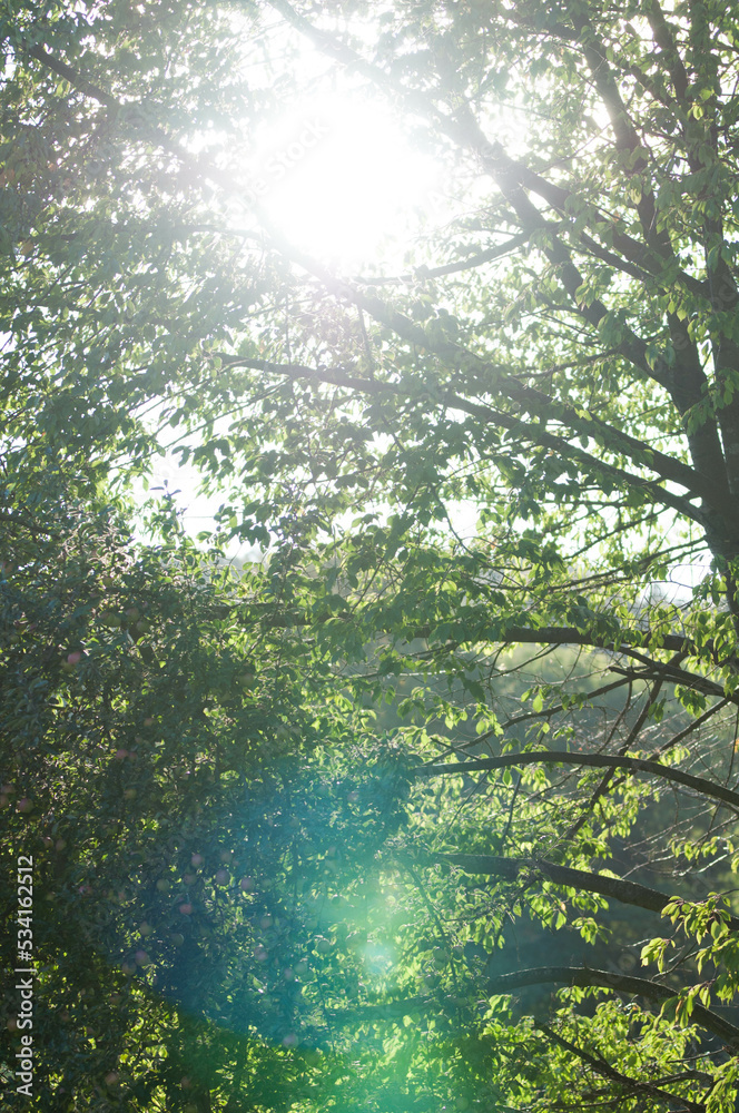 Fototapeta słońce, sunny, lato, zielone liście, drzewa, ogród, relax