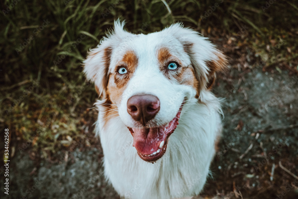 Australian Shepherd