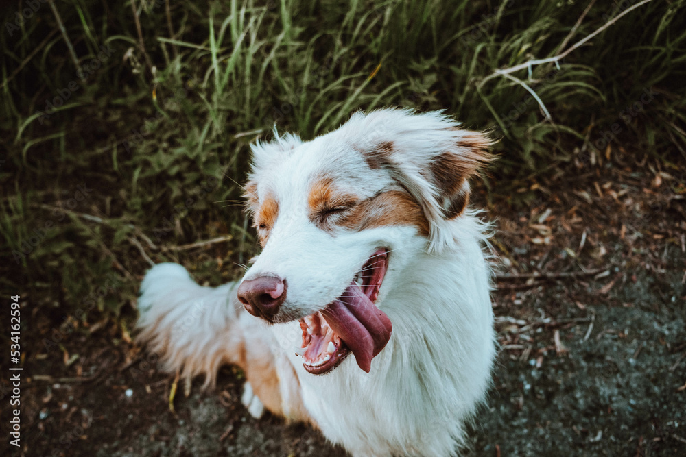 Australian Shepherd
