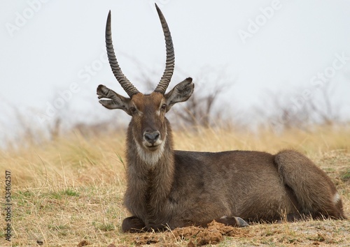 Canvas Print Close-up view of a waterbuck laying in the dry grass field on a sunny day