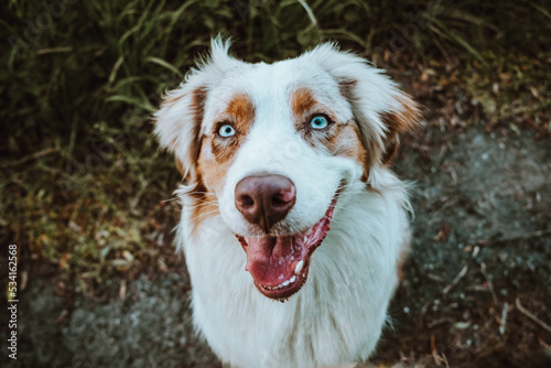 Obraz na płótnie Australian Shepherd w salonie
