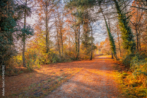 sunset in an autumn forest