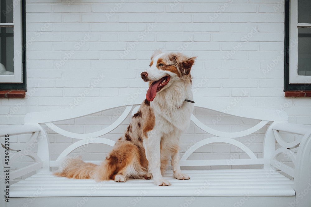Australian Shepherd