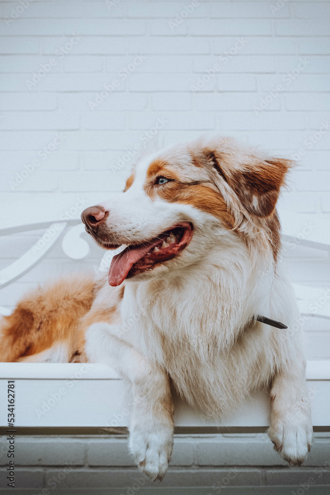 Australian Shepherd