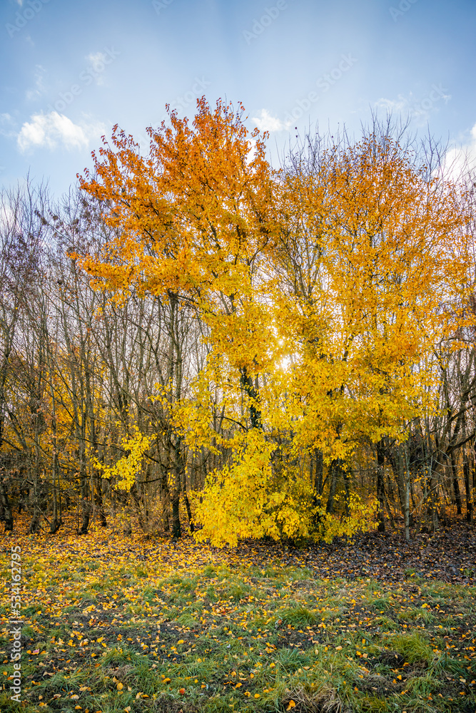Naklejka premium Acer platanoides or Norway Maple on an Autumn day