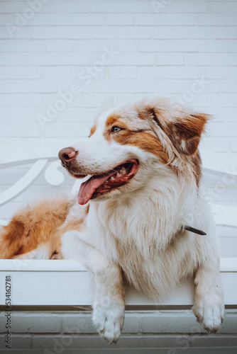 Australian Shepherd