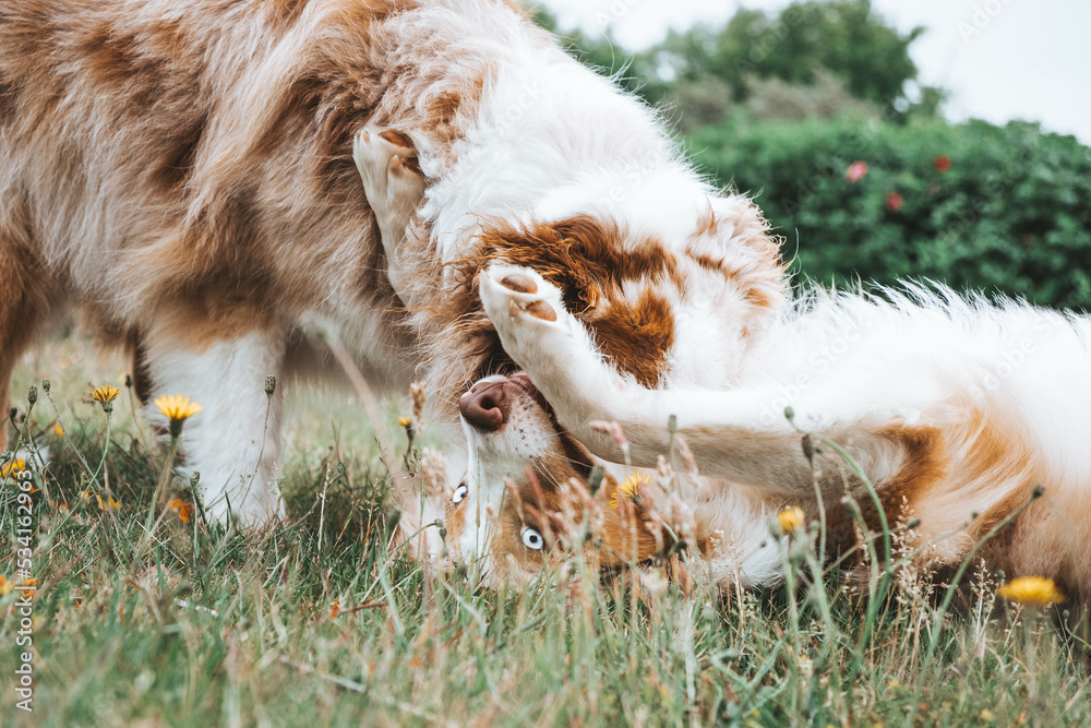 Australian Shepherd