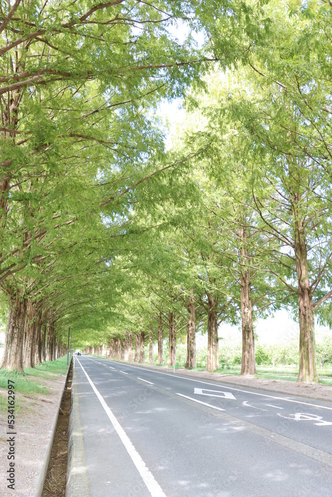 Obraz premium メタセコイア並木ｉｎ滋賀