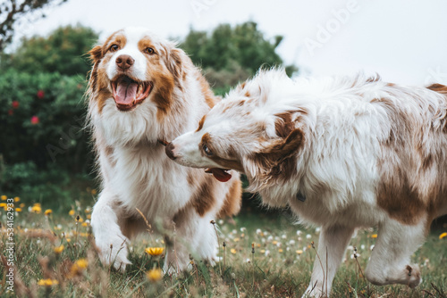 Obraz na płótnie Australian Shepherd w salonie