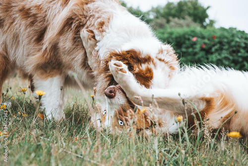 Obraz na płótnie Australian Shepherd w salonie