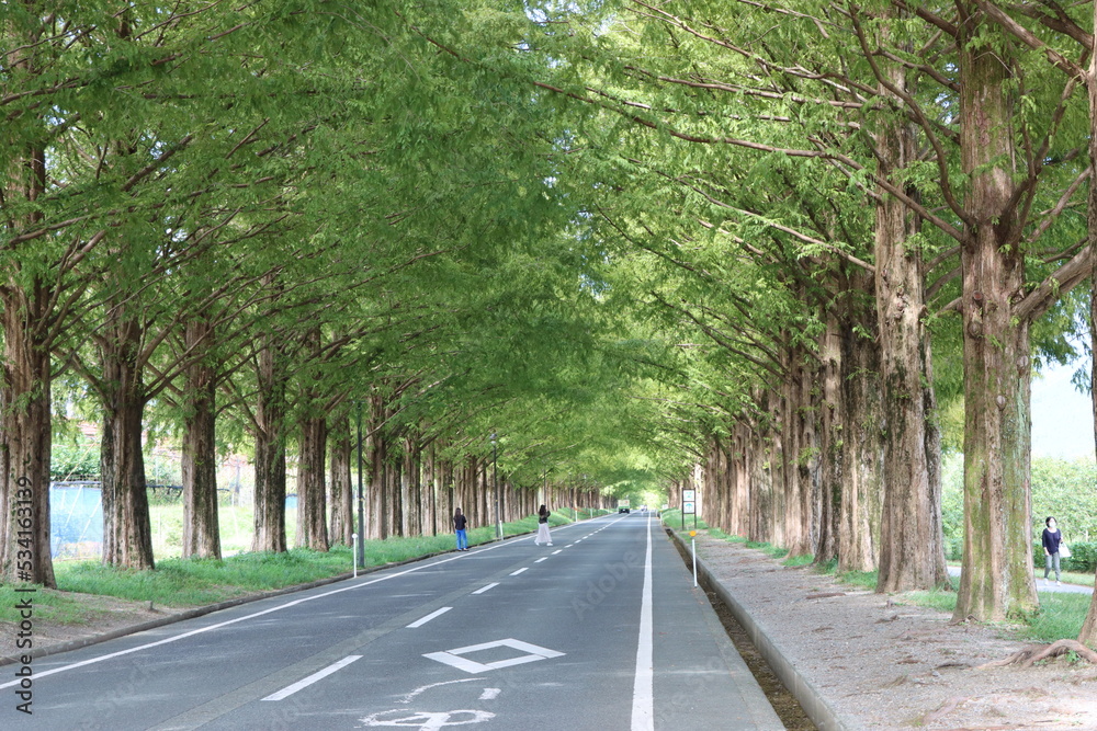 Obraz premium メタセコイア並木ｉｎ滋賀