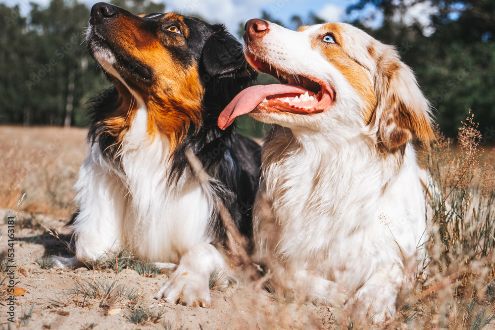 Australian Shepherd