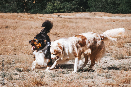 Obraz na płótnie Australian Shepherd w salonie