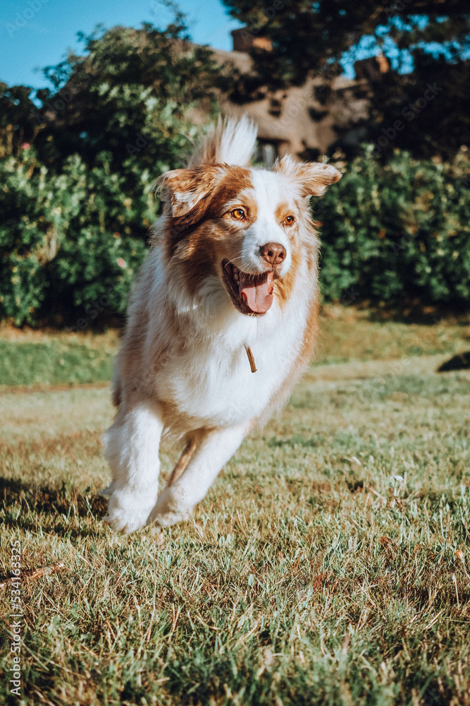 Australian Shepherd
