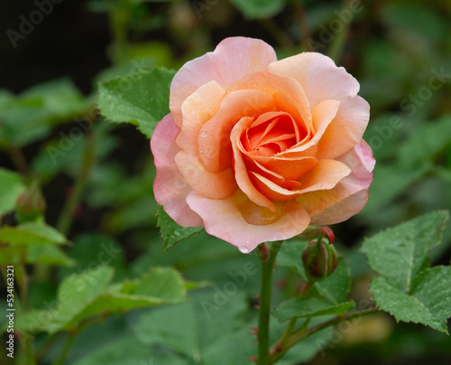 easy going floribunda rose