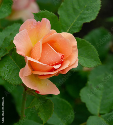 Orange rose with rain drops