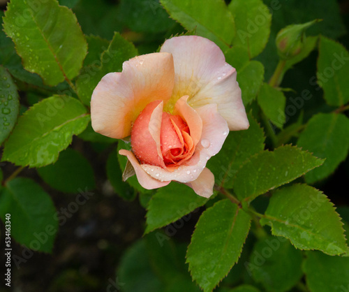 easy going floribunda rose