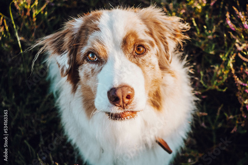 Obraz na płótnie Australian Shepherd w salonie