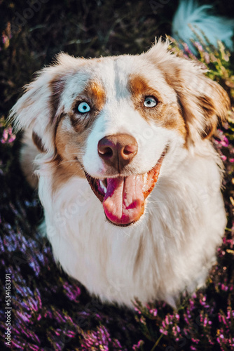 Obraz na płótnie Australian Shepherd w salonie