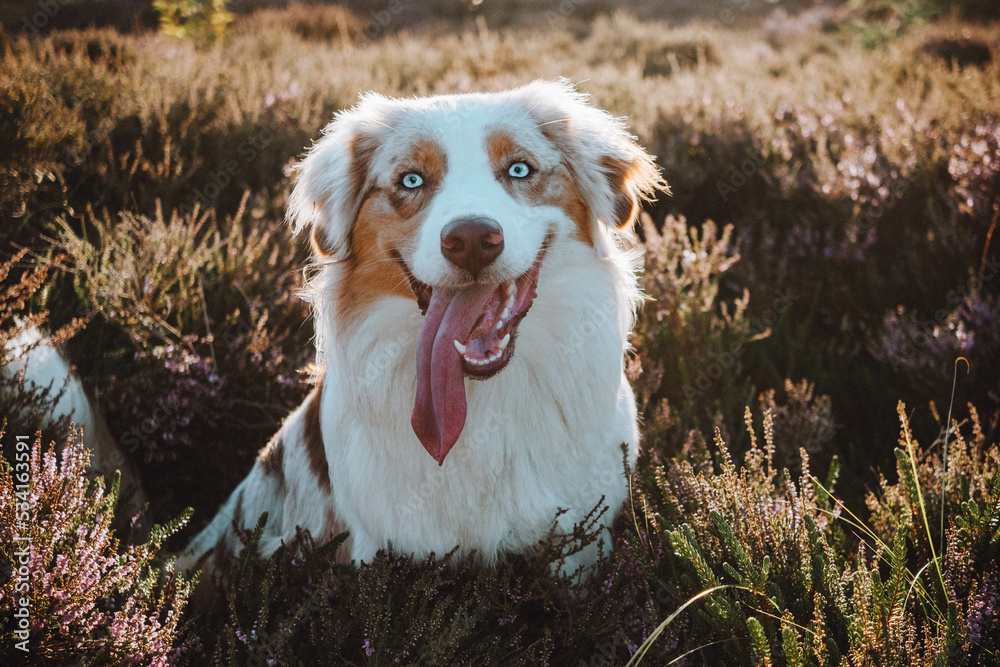 Australian Shepherd