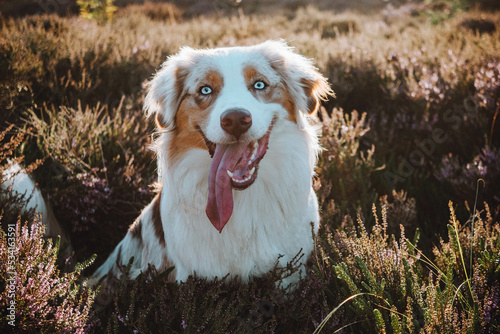 Obraz na płótnie Australian Shepherd w salonie