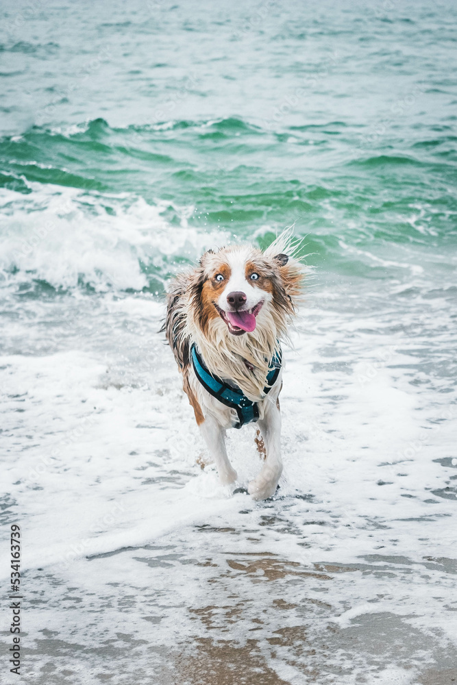 Australian Shepherd